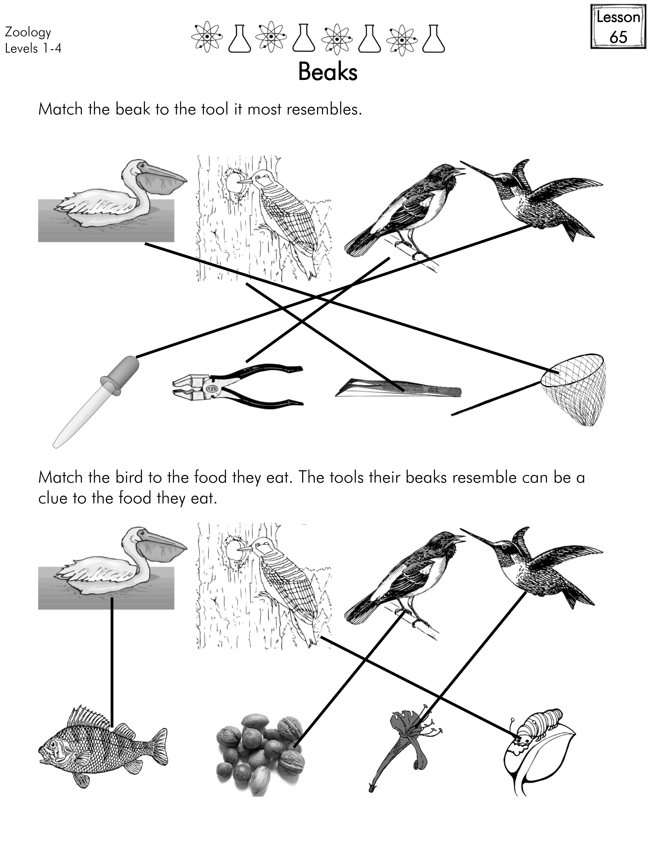Zoology L Answers Lesson 65 – Easy Peasy All-in-One Homeschool